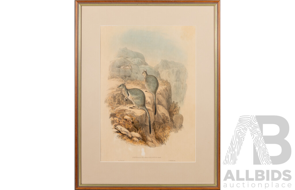 Petrogale Brachyotis & Tasmanian Wombat, Pair of Antique Coloured Steel Engraving Prints, 64 x 50 cm (frame largest) (2)