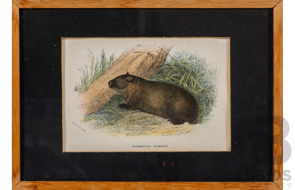 Petrogale Brachyotis & Tasmanian Wombat, Pair of Antique Coloured Steel Engraving Prints, 64 x 50 cm (frame largest) (2)