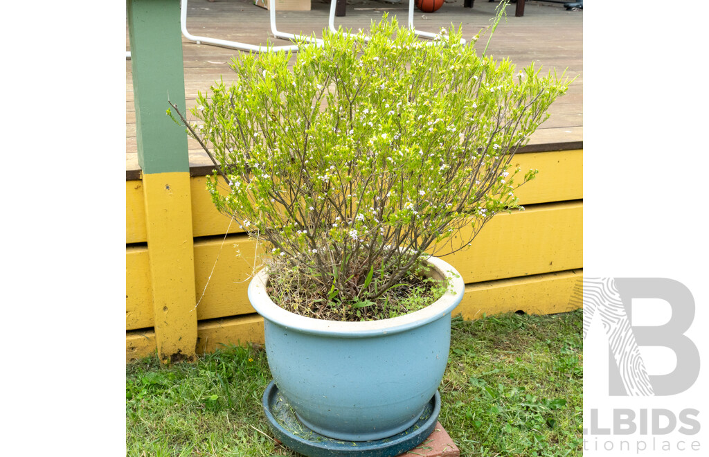 Large Glazed Planter with Diosma