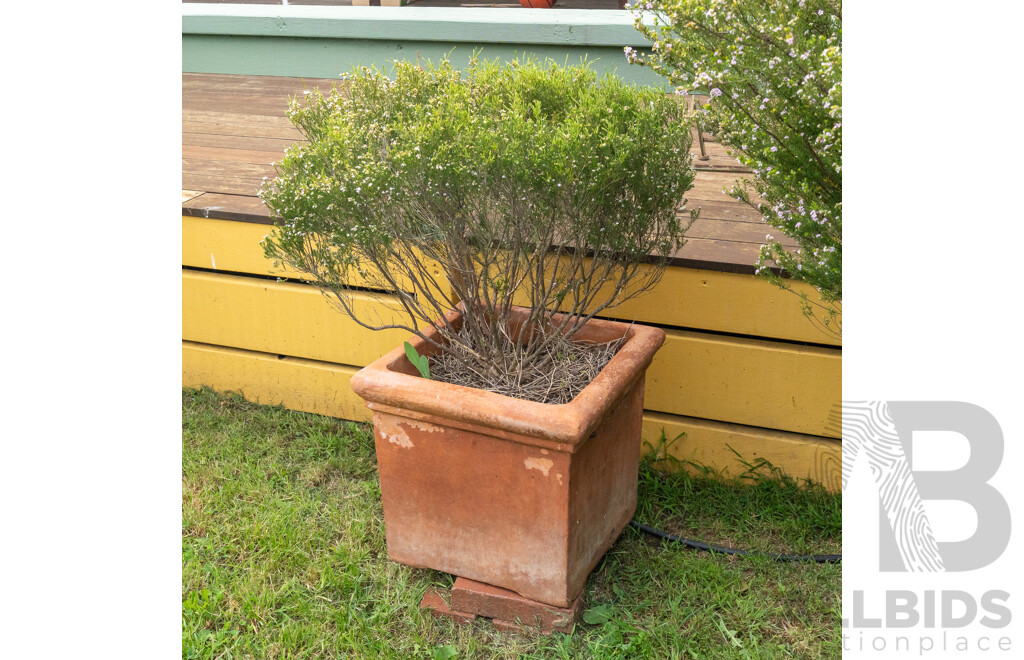 Large Terracotta Planter with Flowering Diosma