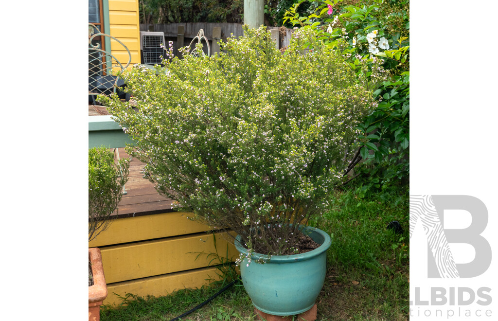 Large Glazed Planter with Flowering Diosma