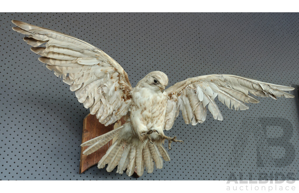 Mounted Taxidermy Australian Kestrel