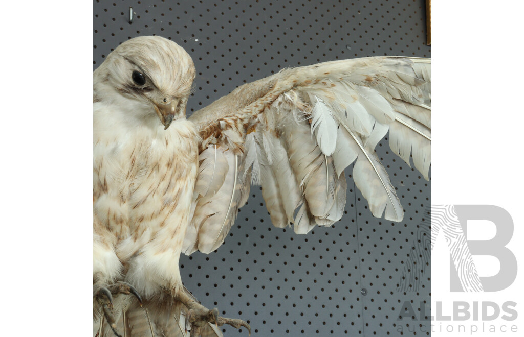 Mounted Taxidermy Australian Kestrel