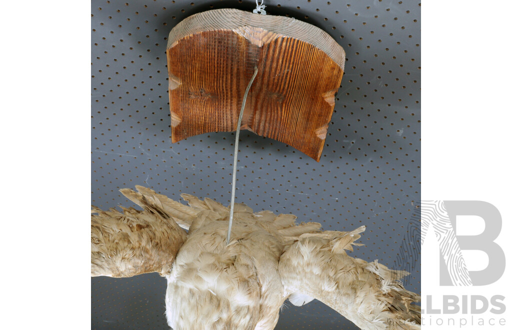 Mounted Taxidermy Australian Kestrel