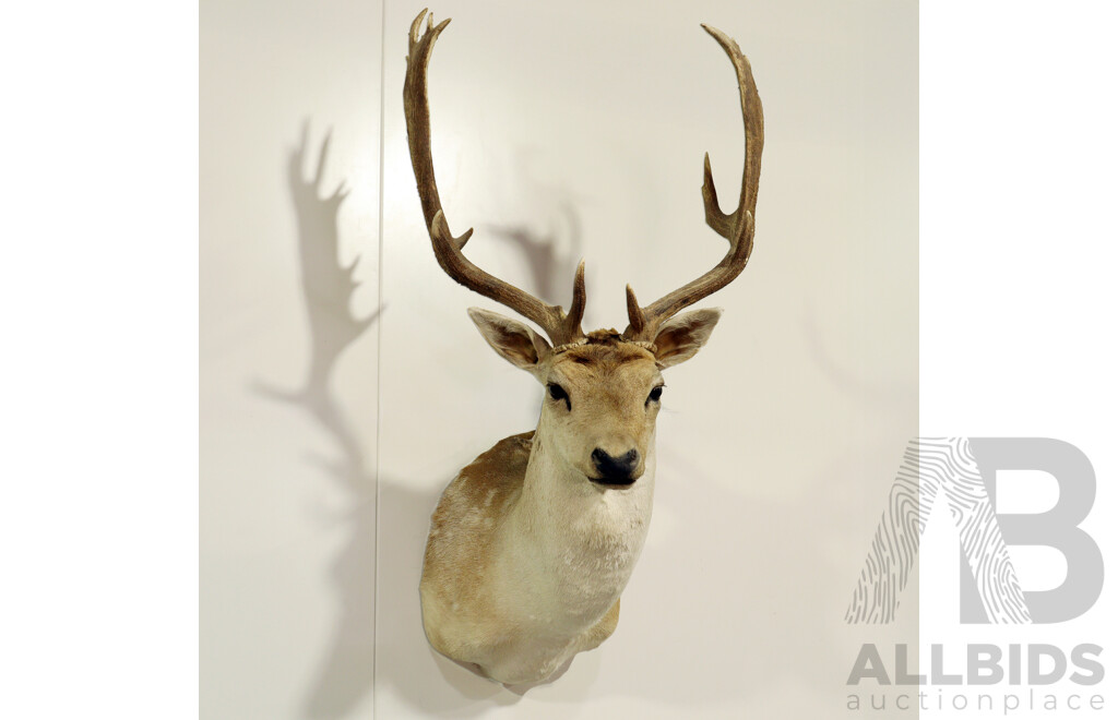 Taxidermy Mounted Deer Bust