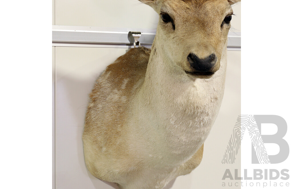 Taxidermy Mounted Deer Bust