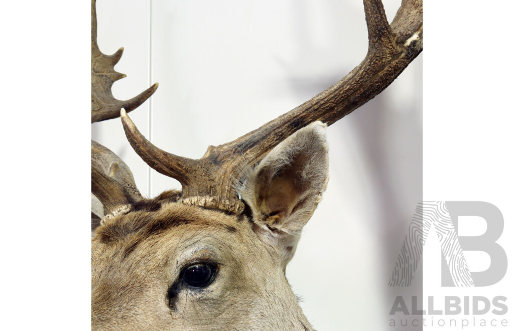 Taxidermy Mounted Deer Bust