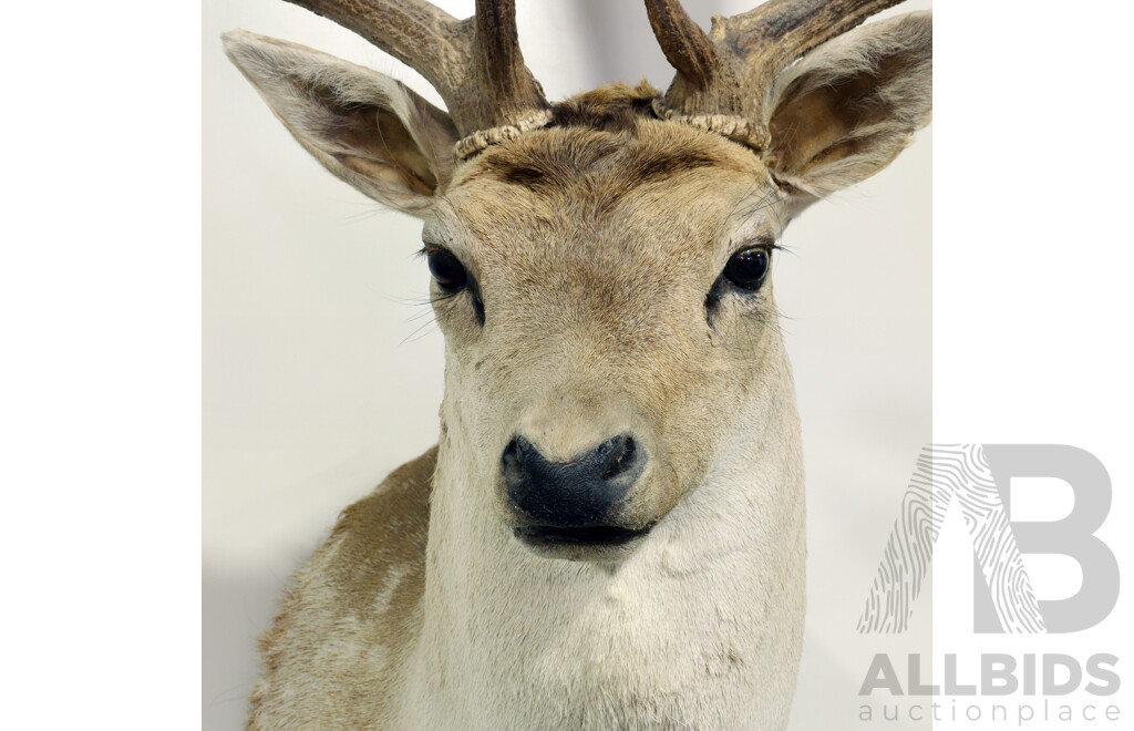 Taxidermy Mounted Deer Bust