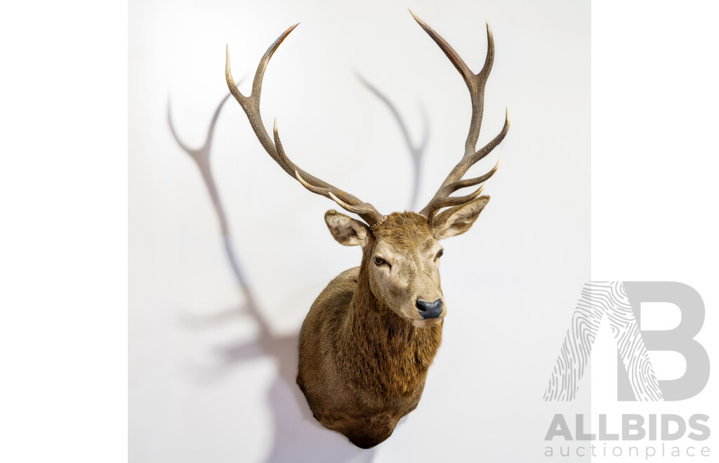 Large Trophy Mount Taxidermy Deer