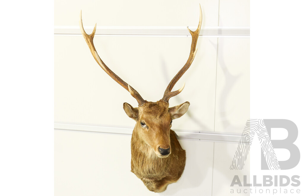 Large Shoulder Mount Taxidermy Deer