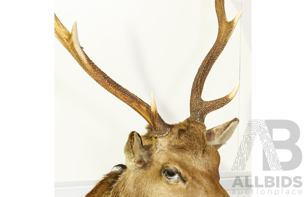 Large Shoulder Mount Taxidermy Deer
