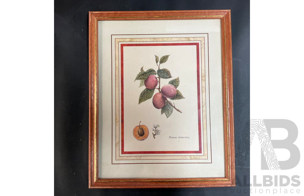 Assorted Framed Vintage Prints and Pictures
