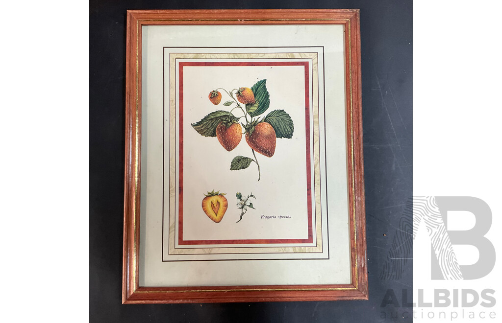 Assorted Framed Vintage Prints and Pictures