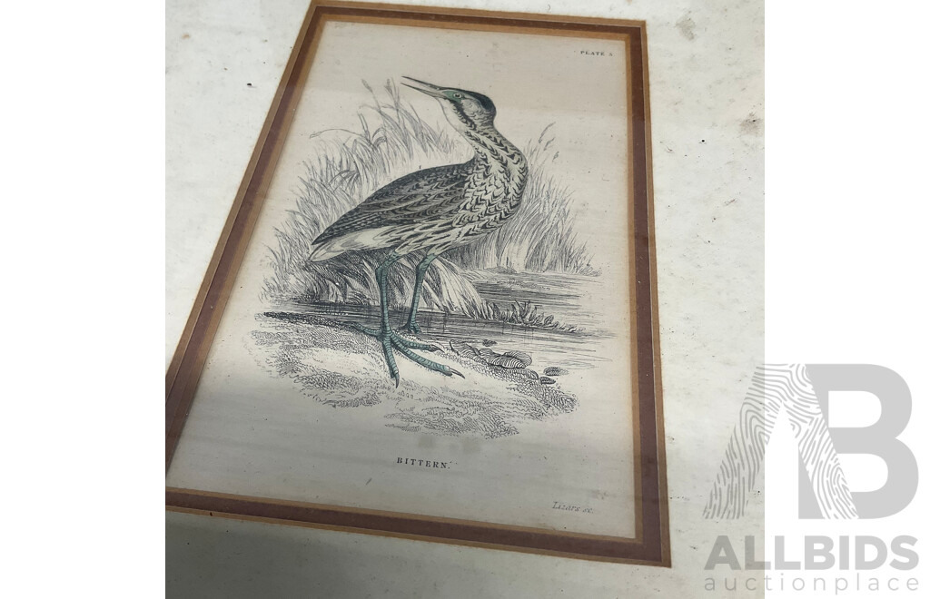 Assorted Vintage Prints, Including Lionel Lindsay ''The Cat'', Sir William Jardine's ''The Naturalist's Library - Bittern'', Herbert RReginald Gallop ''Swamp Ti Trees'' and  Artworks by Brian Dunlop ''His Hands''  - Lot of 6