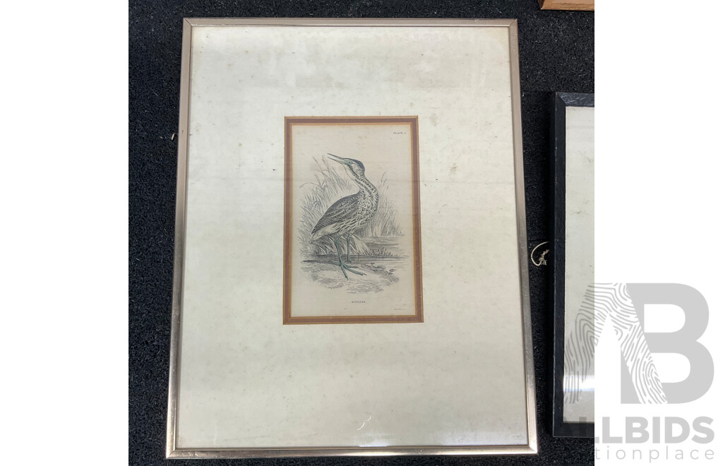 Assorted Vintage Prints, Including Lionel Lindsay ''The Cat'', Sir William Jardine's ''The Naturalist's Library - Bittern'', Herbert RReginald Gallop ''Swamp Ti Trees'' and  Artworks by Brian Dunlop ''His Hands''  - Lot of 6