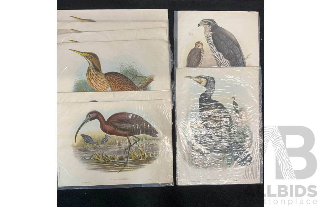 After John Gould (1804 - 1881) Glossy Ibis, Great Cormoant, Astur Palumbarius and American Bittern,  Late 20th-century Lithograph Prints, Published by Antipodean Publishers Pty Ltd and Printed by Ambascol Press Pty Ltd, Plate Size 38 × 52 Cm - Lot of 8