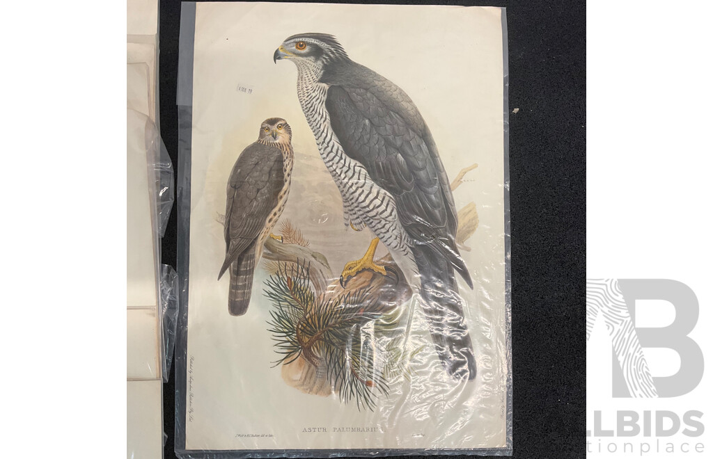 After John Gould (1804 - 1881) Glossy Ibis, Great Cormoant, Astur Palumbarius and American Bittern,  Late 20th-century Lithograph Prints, Published by Antipodean Publishers Pty Ltd and Printed by Ambascol Press Pty Ltd, Plate Size 38 × 52 Cm - Lot of 8