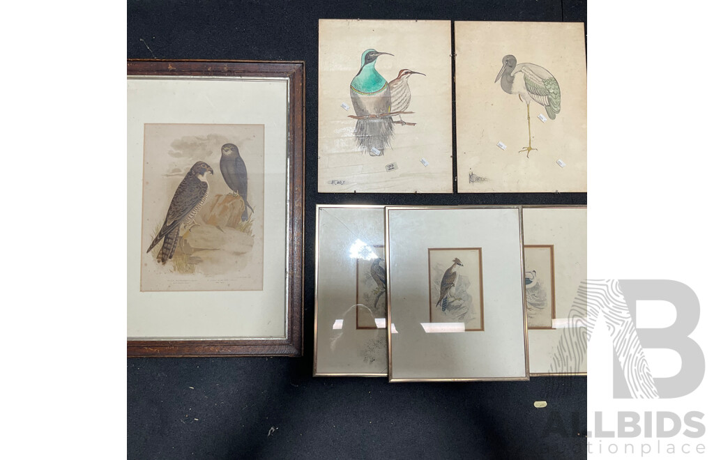 Collection of Painting and Prints of Bird, Including Colour Lithograph Print From Gracius Joseph Broinowski's ''Birds of Australia'', Sir William Jardine's ''The Naturalist's Library'' and Watercolour Paintings by M. Carle - Lot of 6