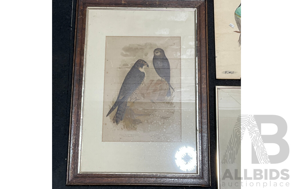 Collection of Painting and Prints of Bird, Including Colour Lithograph Print From Gracius Joseph Broinowski's ''Birds of Australia'', Sir William Jardine's ''The Naturalist's Library'' and Watercolour Paintings by M. Carle - Lot of 6