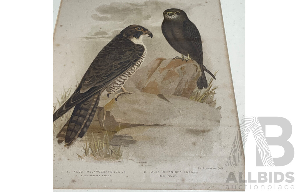 Collection of Painting and Prints of Bird, Including Colour Lithograph Print From Gracius Joseph Broinowski's ''Birds of Australia'', Sir William Jardine's ''The Naturalist's Library'' and Watercolour Paintings by M. Carle - Lot of 6
