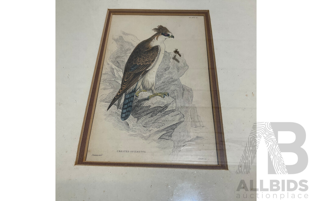 Collection of Painting and Prints of Bird, Including Colour Lithograph Print From Gracius Joseph Broinowski's ''Birds of Australia'', Sir William Jardine's ''The Naturalist's Library'' and Watercolour Paintings by M. Carle - Lot of 6