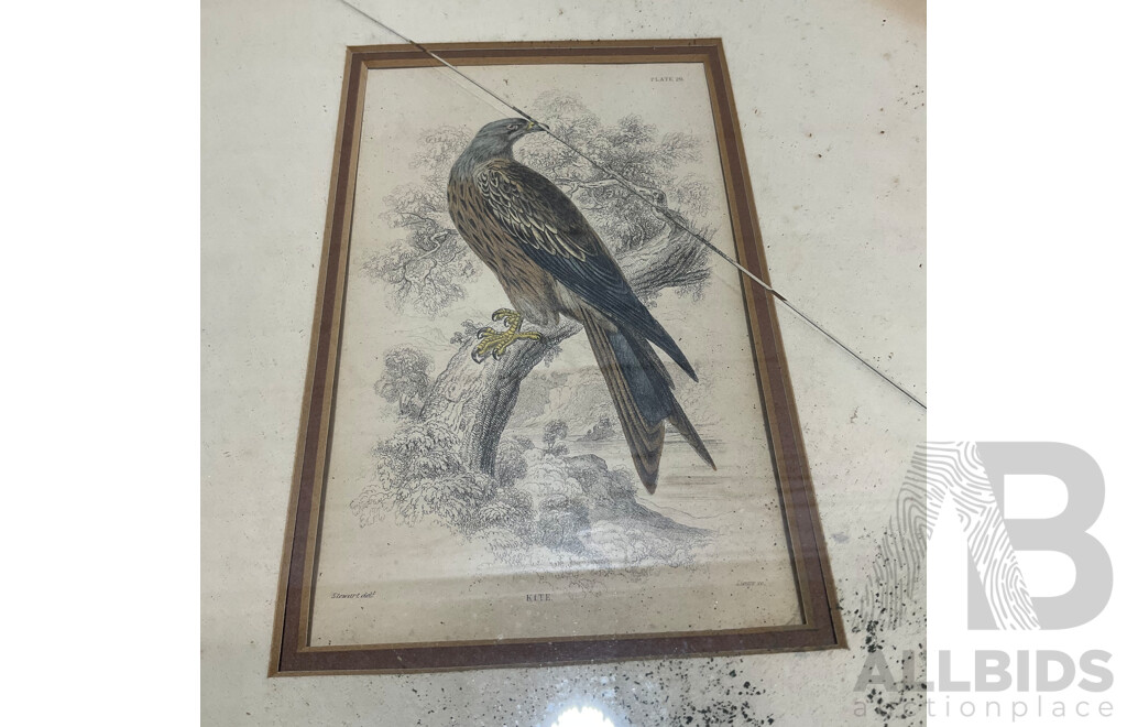 Collection of Painting and Prints of Bird, Including Colour Lithograph Print From Gracius Joseph Broinowski's ''Birds of Australia'', Sir William Jardine's ''The Naturalist's Library'' and Watercolour Paintings by M. Carle - Lot of 6