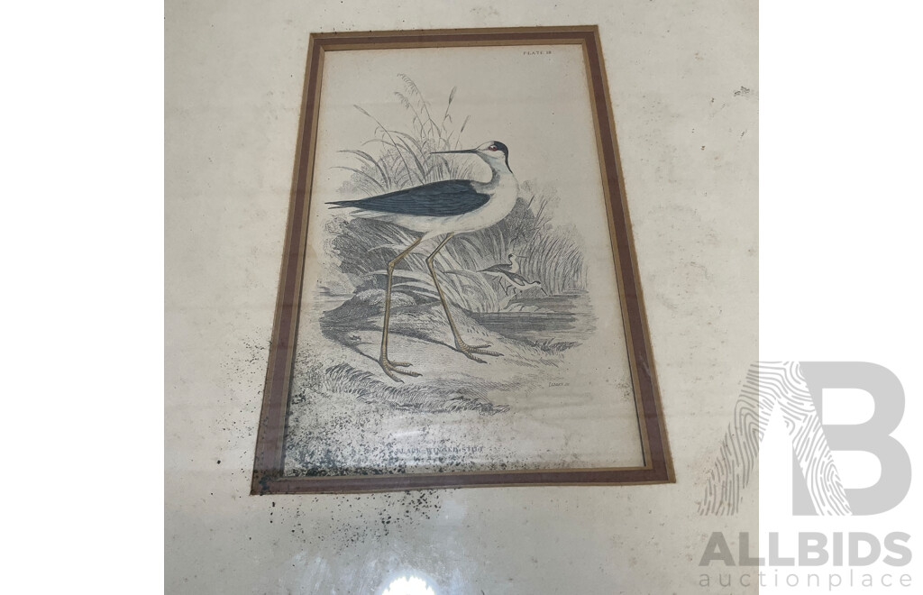 Collection of Painting and Prints of Bird, Including Colour Lithograph Print From Gracius Joseph Broinowski's ''Birds of Australia'', Sir William Jardine's ''The Naturalist's Library'' and Watercolour Paintings by M. Carle - Lot of 6