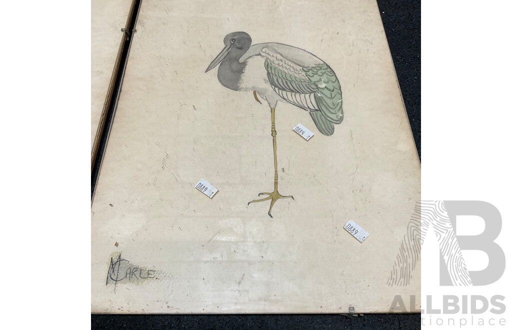Collection of Painting and Prints of Bird, Including Colour Lithograph Print From Gracius Joseph Broinowski's ''Birds of Australia'', Sir William Jardine's ''The Naturalist's Library'' and Watercolour Paintings by M. Carle - Lot of 6