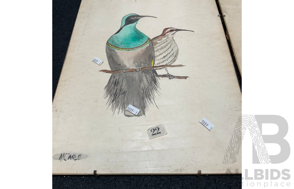 Collection of Painting and Prints of Bird, Including Colour Lithograph Print From Gracius Joseph Broinowski's ''Birds of Australia'', Sir William Jardine's ''The Naturalist's Library'' and Watercolour Paintings by M. Carle - Lot of 6