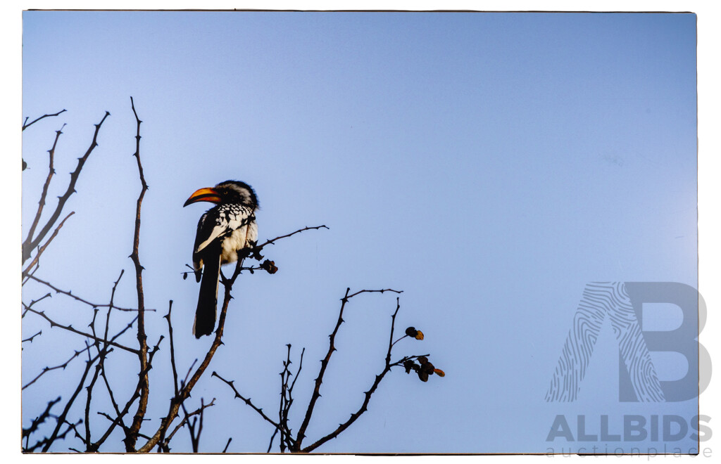 Artist Unknown (20th Century), Red-Billed Hornbill. Wonderful Mixed Media Colour Photograph, 110 x 168 cm