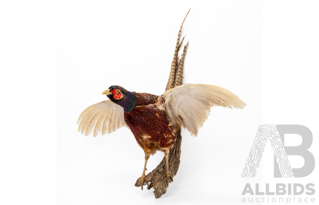 Good Victorian Taxidermy Ring Neck Pheasant on Driftwood Mount