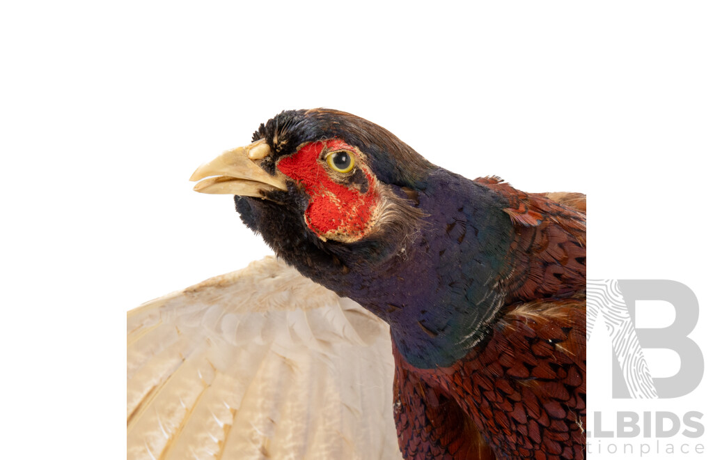 Good Victorian Taxidermy Ring Neck Pheasant on Driftwood Mount