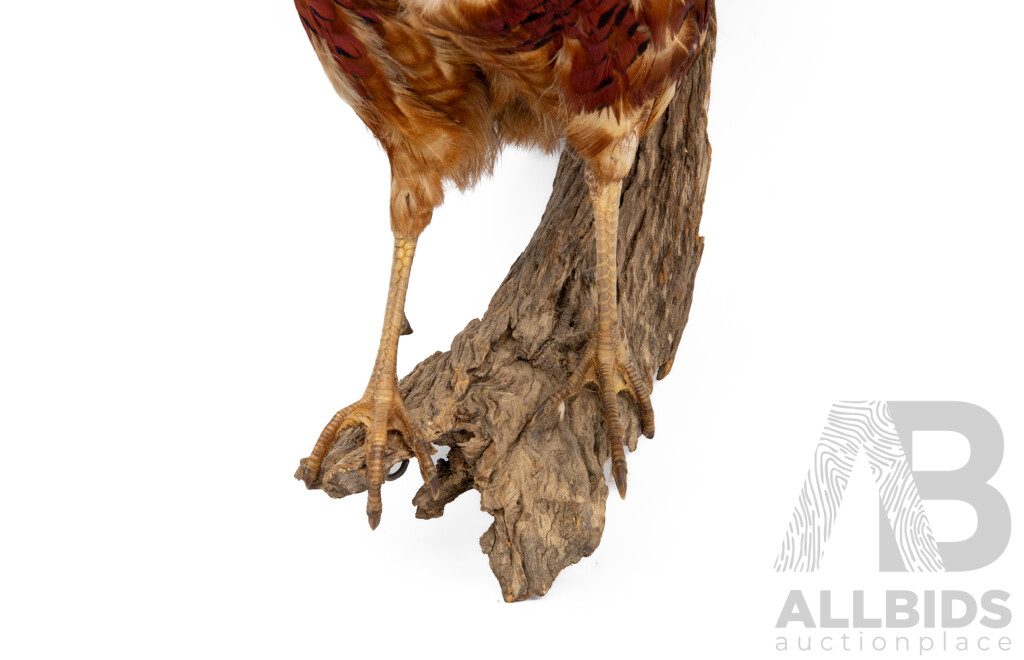 Good Victorian Taxidermy Ring Neck Pheasant on Driftwood Mount
