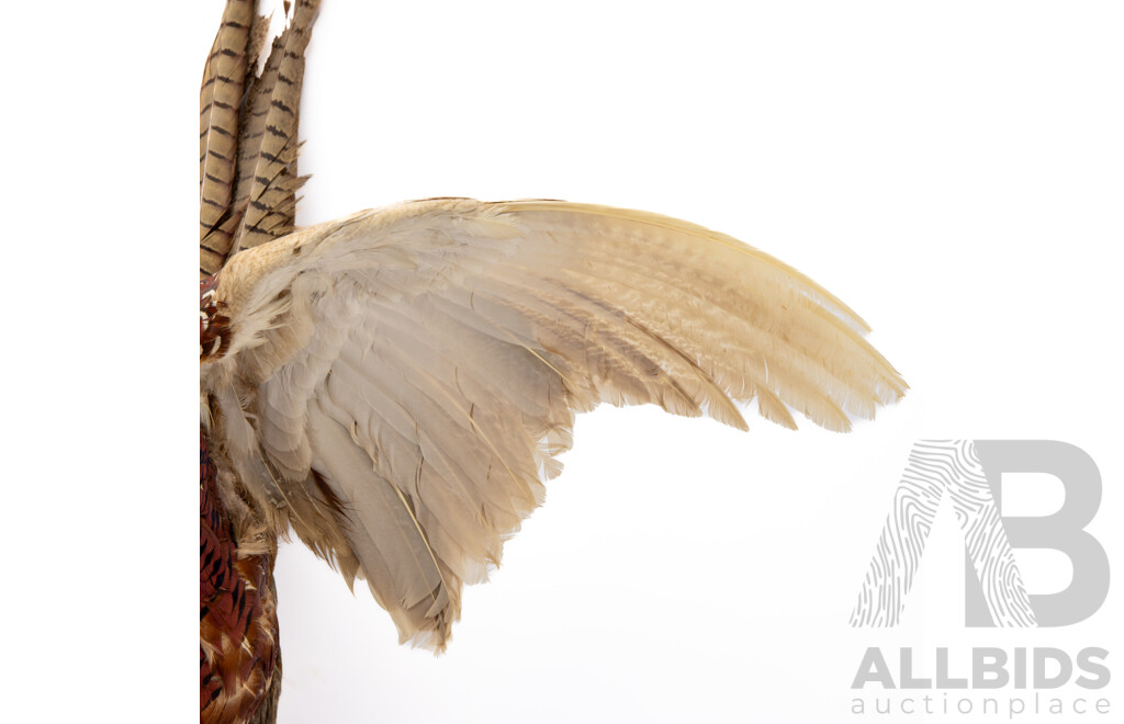 Good Victorian Taxidermy Ring Neck Pheasant on Driftwood Mount