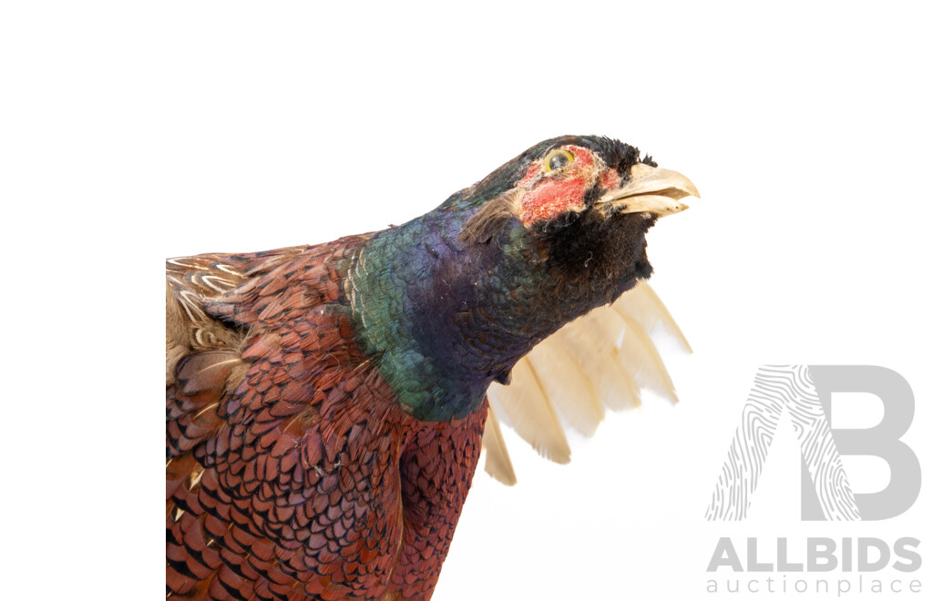 Good Victorian Taxidermy Ring Neck Pheasant on Driftwood Mount