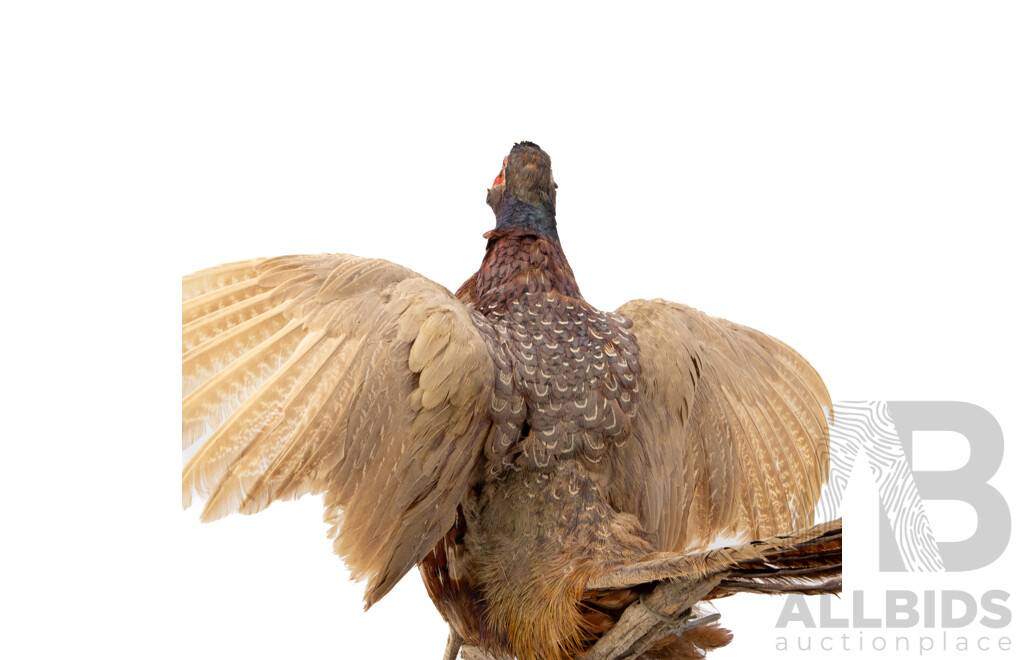 Good Victorian Taxidermy Ring Neck Pheasant on Driftwood Mount