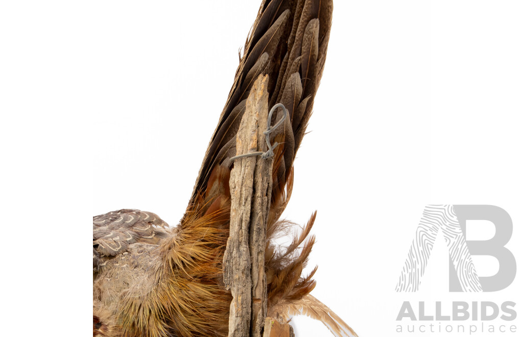 Good Victorian Taxidermy Ring Neck Pheasant on Driftwood Mount