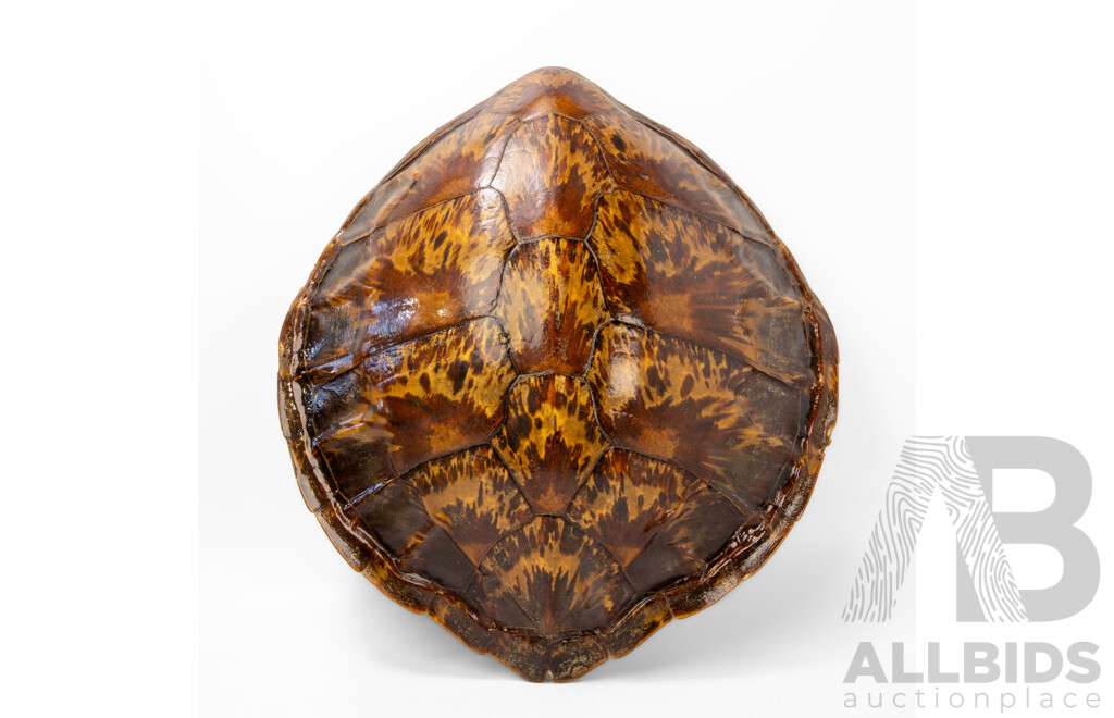 Good Victorian Taxidermy Green Sea Turtle Shell