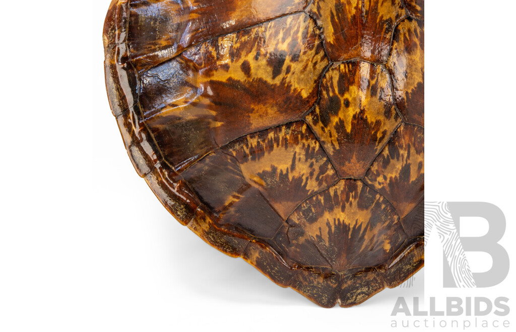 Good Victorian Taxidermy Green Sea Turtle Shell