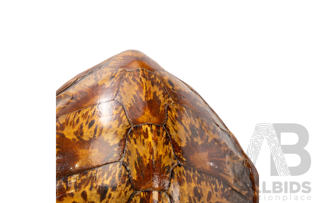 Good Victorian Taxidermy Green Sea Turtle Shell