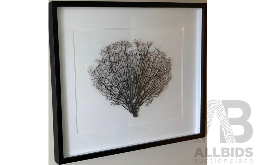 Framed Sea Coral