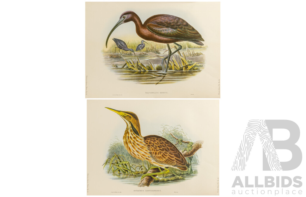 After John Gould (1804 - 1881) Glossy Ibis and American Bittern Pair of Late 20th-century Lithograph Prints, Published by Antipodean Publishers Pty Ltd and Printed by Ambascol Press Pty Ltd, Plate Size 38 × 52 Cm (2)
