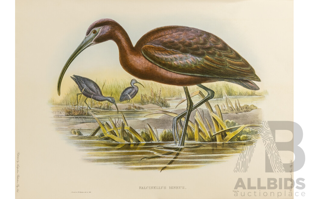 After John Gould (1804 - 1881) Glossy Ibis and American Bittern Pair of Late 20th-century Lithograph Prints, Published by Antipodean Publishers Pty Ltd and Printed by Ambascol Press Pty Ltd, Plate Size 38 × 52 Cm (2)