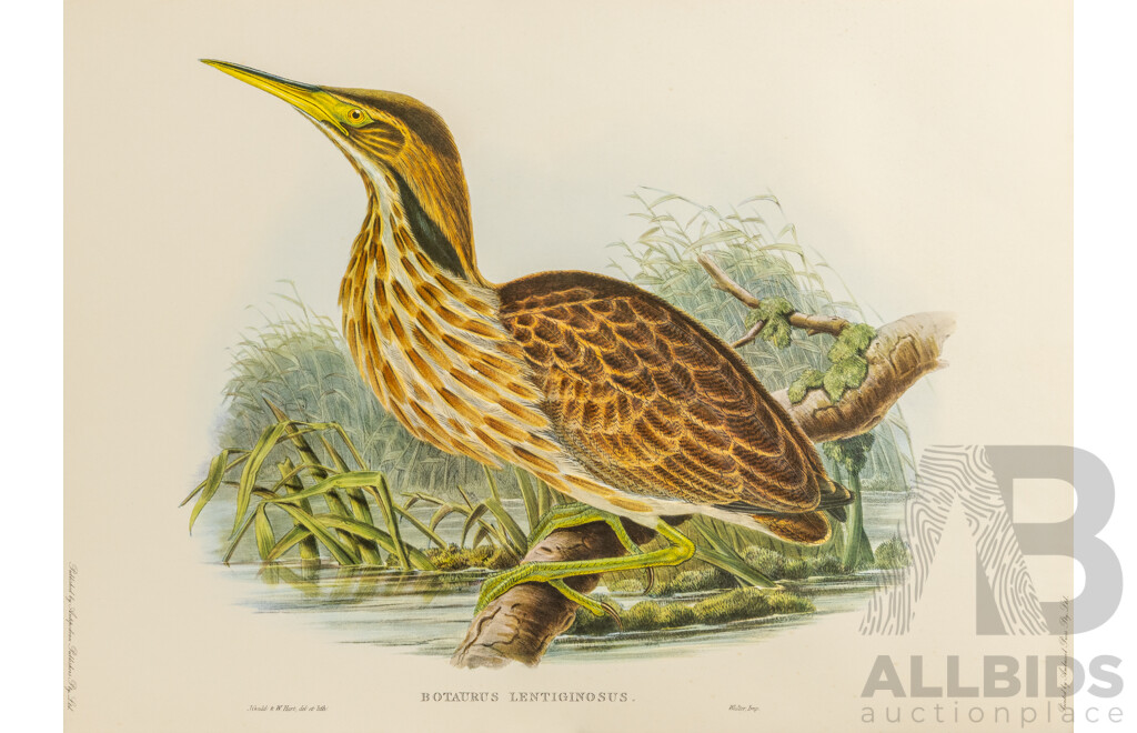 After John Gould (1804 - 1881) Glossy Ibis and American Bittern Pair of Late 20th-century Lithograph Prints, Published by Antipodean Publishers Pty Ltd and Printed by Ambascol Press Pty Ltd, Plate Size 38 × 52 Cm (2)