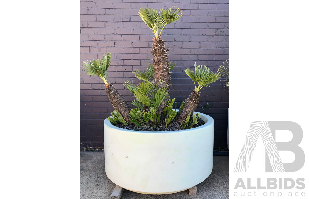 Established European Fan Palm(Chamaerops Humilis) with Large Fiberglass Planter