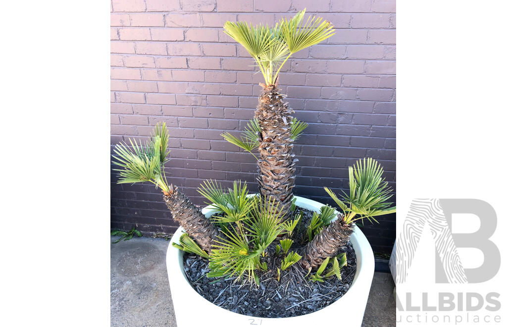 Established European Fan Palm(Chamaerops Humilis) with Large Fiberglass Planter