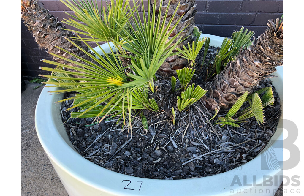 Established European Fan Palm(Chamaerops Humilis) with Large Fiberglass Planter