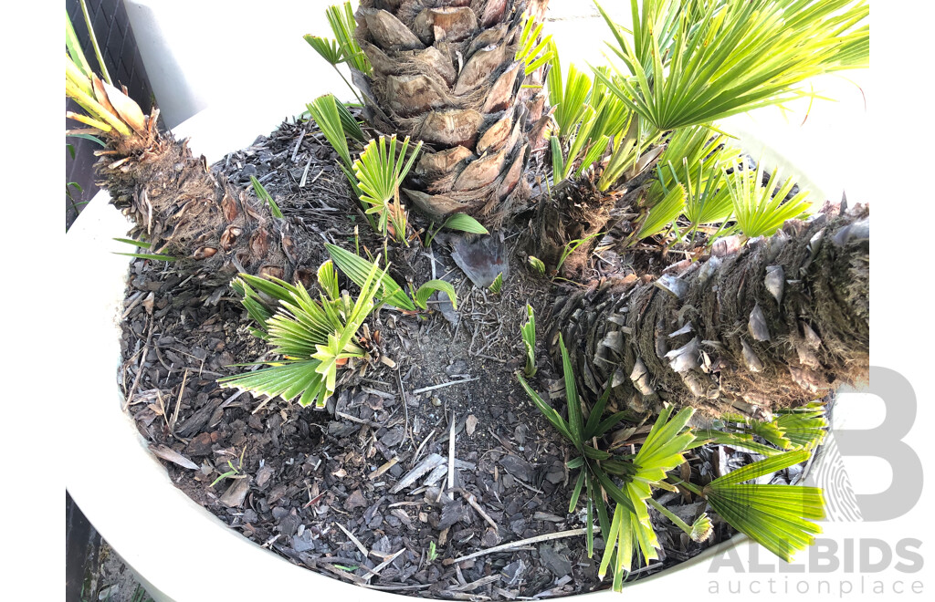Established European Fan Palm(Chamaerops Humilis) with Large Fiberglass Planter
