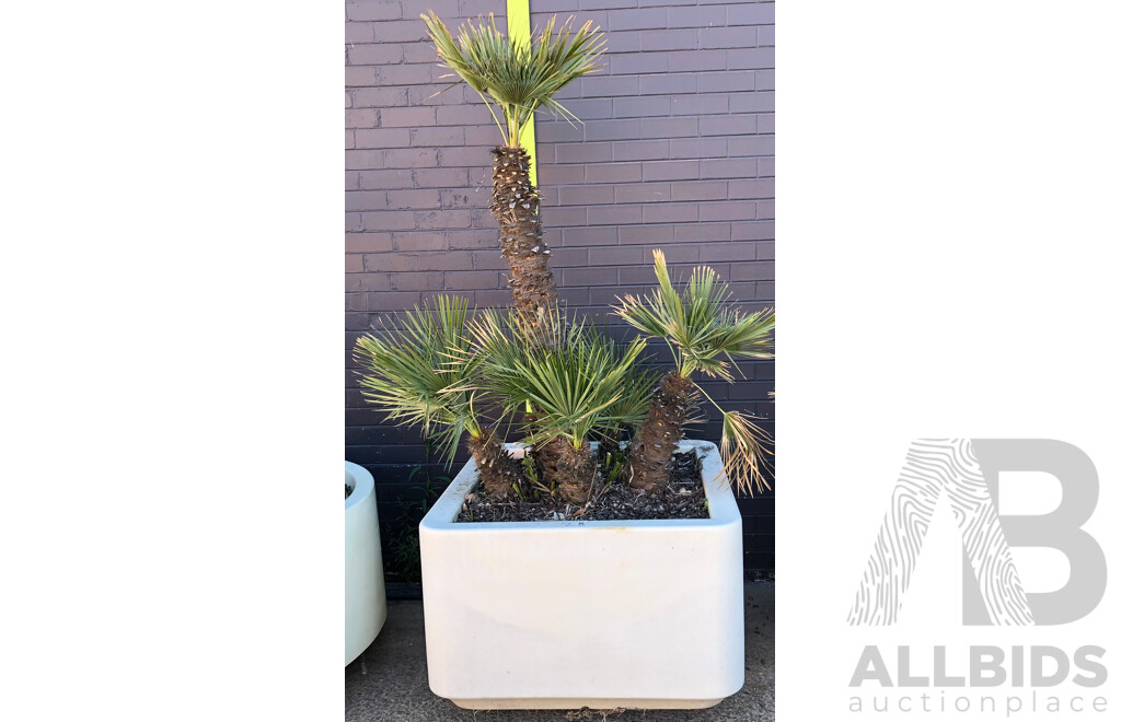 Established European Fan Palm(Chamaerops Humilis) with Large Fiberglass Planter