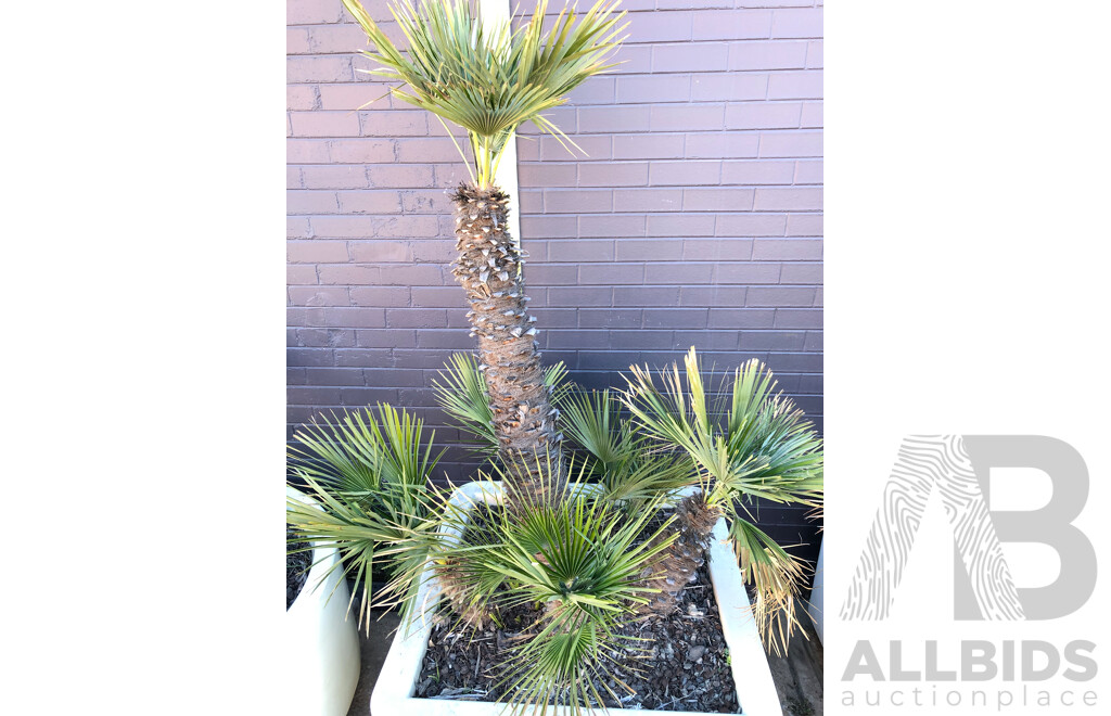 Established European Fan Palm(Chamaerops Humilis) with Large Fiberglass Planter